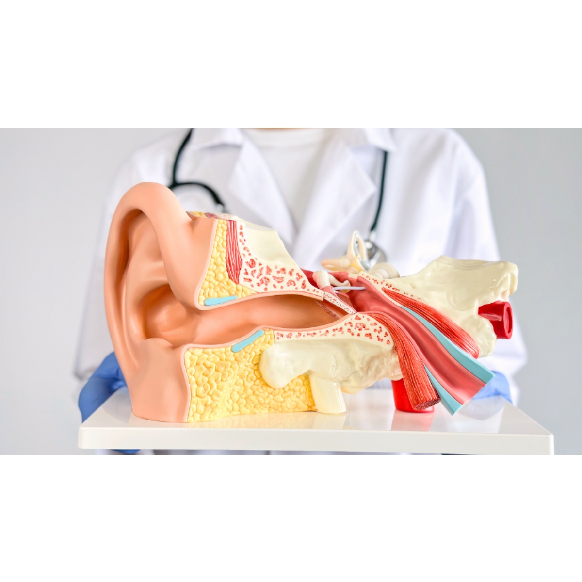 أخصائي أنف وأذن وحنجرة